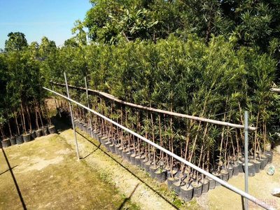 【羅漢松培養(yǎng)基地、羅漢松小苗直銷、質(zhì)優(yōu)價(jià)廉】綠化苗木,價(jià)格,廠家,供應(yīng)商,花木,龍海市東泗興輝園藝場(chǎng) - 產(chǎn)品庫(kù)