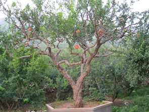 石榴樹 棗莊石榴古樁 棗莊石榴苗木