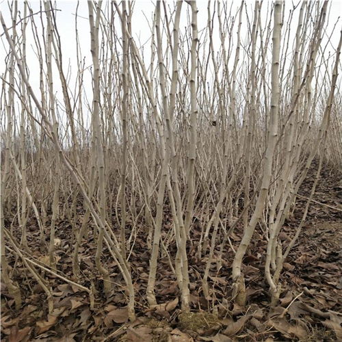 河北咨詢引進西風紅山楂苗 西風紅山楂苗詢價