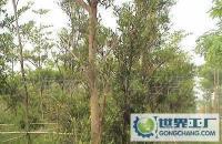 大量0 綠化樹 苗木價格_大量0 綠化樹 苗木廠家_世界工廠網產品信息庫