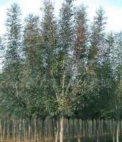 銷售綠化苗木 白蠟 樹苗[供應(yīng)]_綠化苗木_世界工廠網(wǎng)中國(guó)產(chǎn)品信息庫