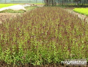 批發(fā)紅葉女貞,紅葉女貞苗,紅葉女貞球,紅頭女貞 竹類圖片及價(jià)格 沭陽縣好景園林綠化苗木場(chǎng)