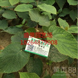 【吉林紅陽獼猴桃樹苗品種】- 