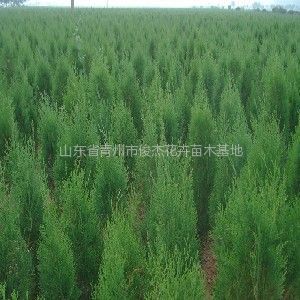 保定榆樹苗木基地、保定榆樹苗木批發(fā)、榆樹苗木價格-常青苗木--產(chǎn)品大全--E路網(wǎng)