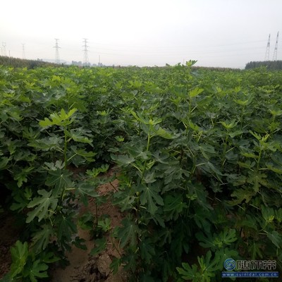 【無花果廠家耐濕耐寒耐瘠薄中農(nóng)矮生無花果苗】泰安高新區(qū)旺運苗木中心 - 產(chǎn)品庫