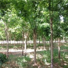 2020綠化苗木價格 報價 綠化苗木批發(fā) 第6頁 園林網(wǎng)