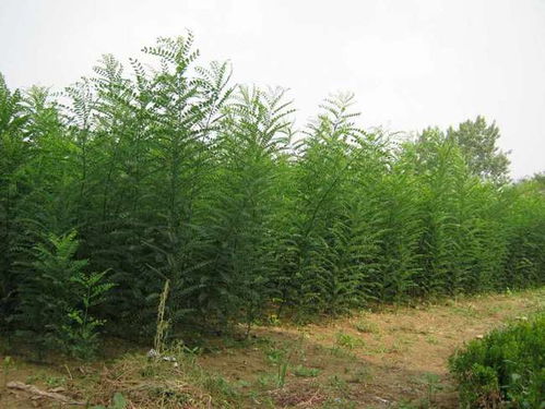 秋天做園林綠化工作,苗木容易出現(xiàn)的病蟲害,如何進行防治