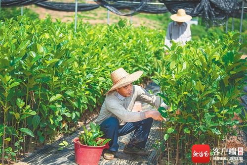 如何應(yīng)對新挑戰(zhàn) 如何把握新機遇 如何加快轉(zhuǎn)型升級 海墾 三問 謀發(fā)展