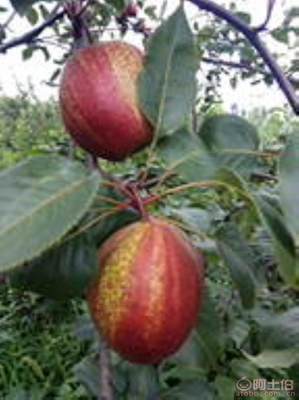 黃金梨苗種植與管理指南 栽種時(shí)間、水肥控制與生長表現(xiàn)