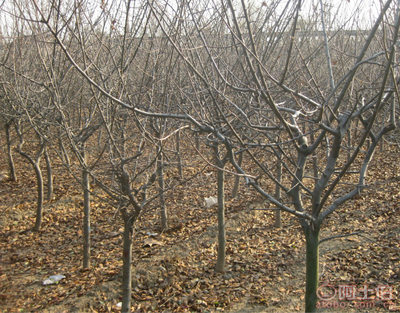 泰安青聯(lián)苗木 專業(yè)供應(yīng)優(yōu)質(zhì)垂絲海棠，打造高性價(jià)比綠化方案