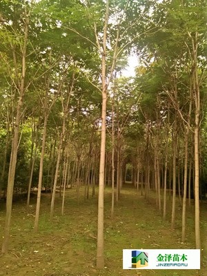 千頭椿苗木的南北種植熱土 遼寧、山西、山東及河北保定博野金澤基地