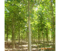 軒都苗木基地直銷優(yōu)質(zhì)馬褂木（鵝掌楸）樹苗，量大優(yōu)惠，綠化優(yōu)選